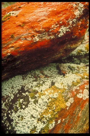 Image: Trentipolia (green alga), orange rest-lichens.