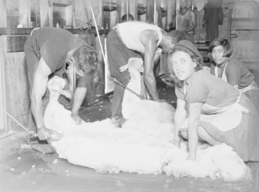 Image: [Two men shearing sheep while girls gather wool]