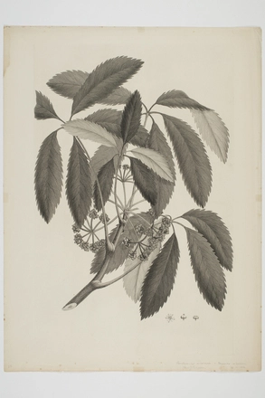 Image: Pseudopanax arboreus