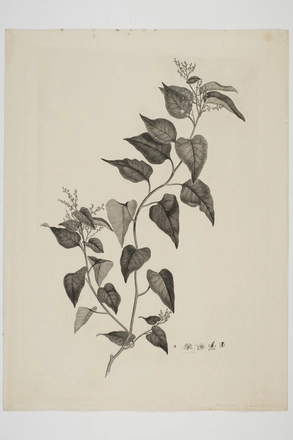 Image: Muehlenbeckia australis