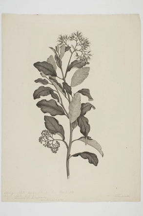 Image: Olearia paniculata