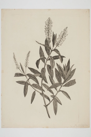Image: Hebe salicifolia