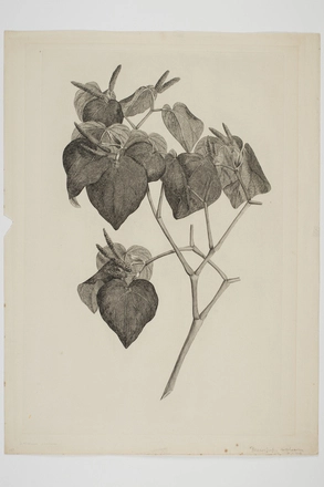 Image: Macropiper excelsum
