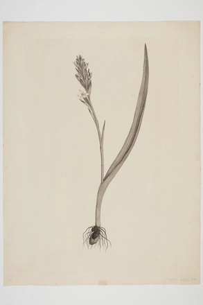 Image: Thelymitra longifolia