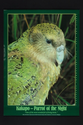 Image: Kakapo - parrot of the night