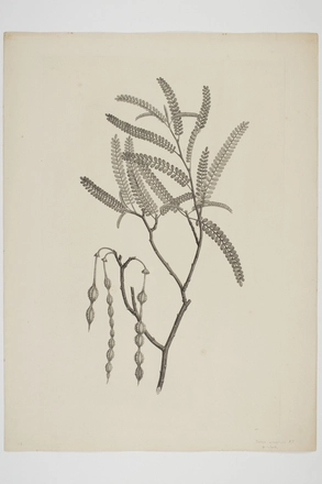 Image: Sophora microphylla