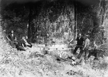 Image: [View of men sawing through a Kauri tree]