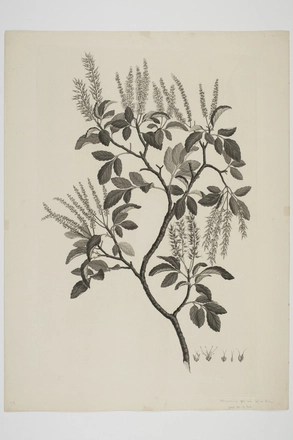 Image: Weinmannia sylvicola