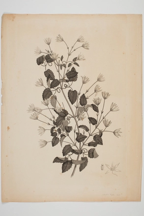 Image: Clematis forsteri