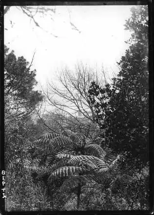 Image: Auckland Domain - fern trees.