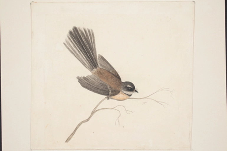 Image: [Fantail]