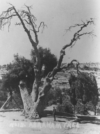 Image: Abraham Tree
