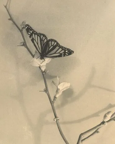 Image: Seeker of nectar