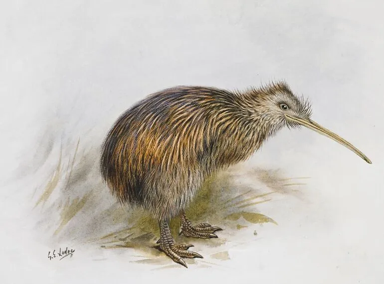 Image: South Island brown Kiwi
