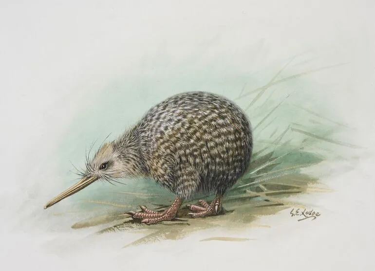 Image: Little spotted Kiwi