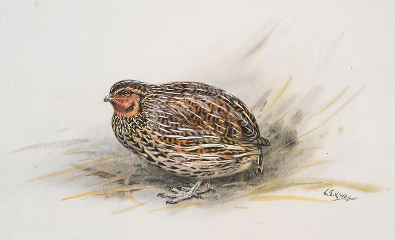 Image: New Zealand Quail (Koreke)