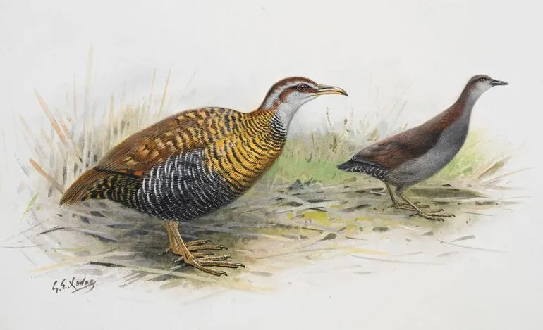 Image: Dieffenbach's Rail (Moeriki) (left) / Spotless Crake (Puweto)