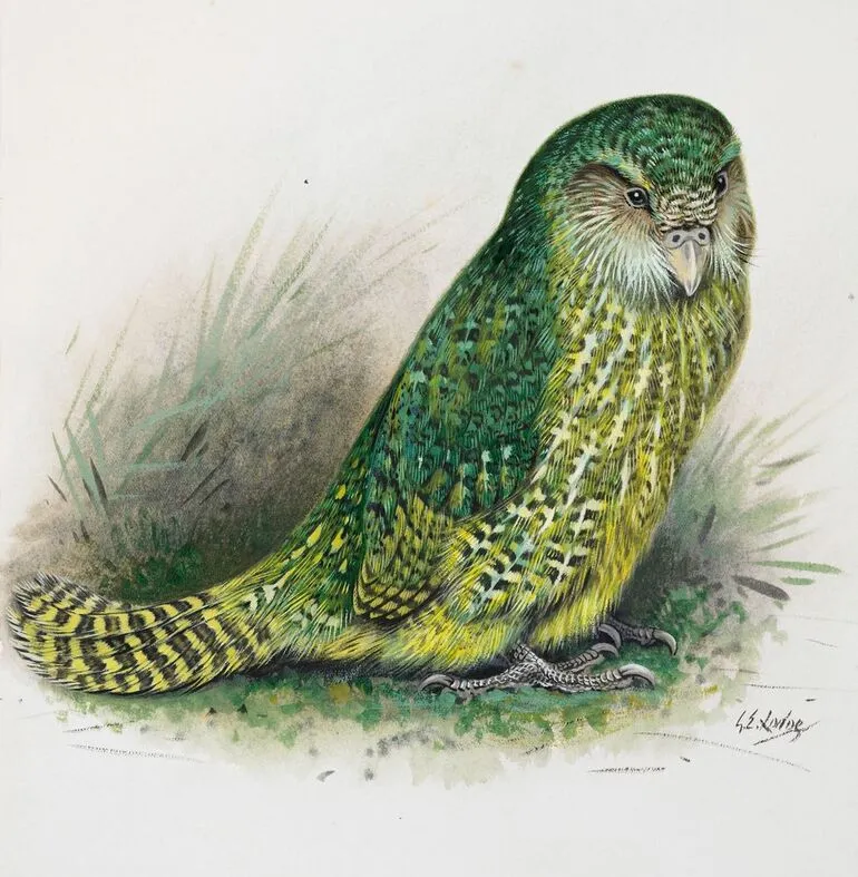 Image: Kakapo