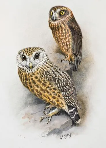 Image: Morepork (Ruru) (above) / Laughing owl (Whekau)