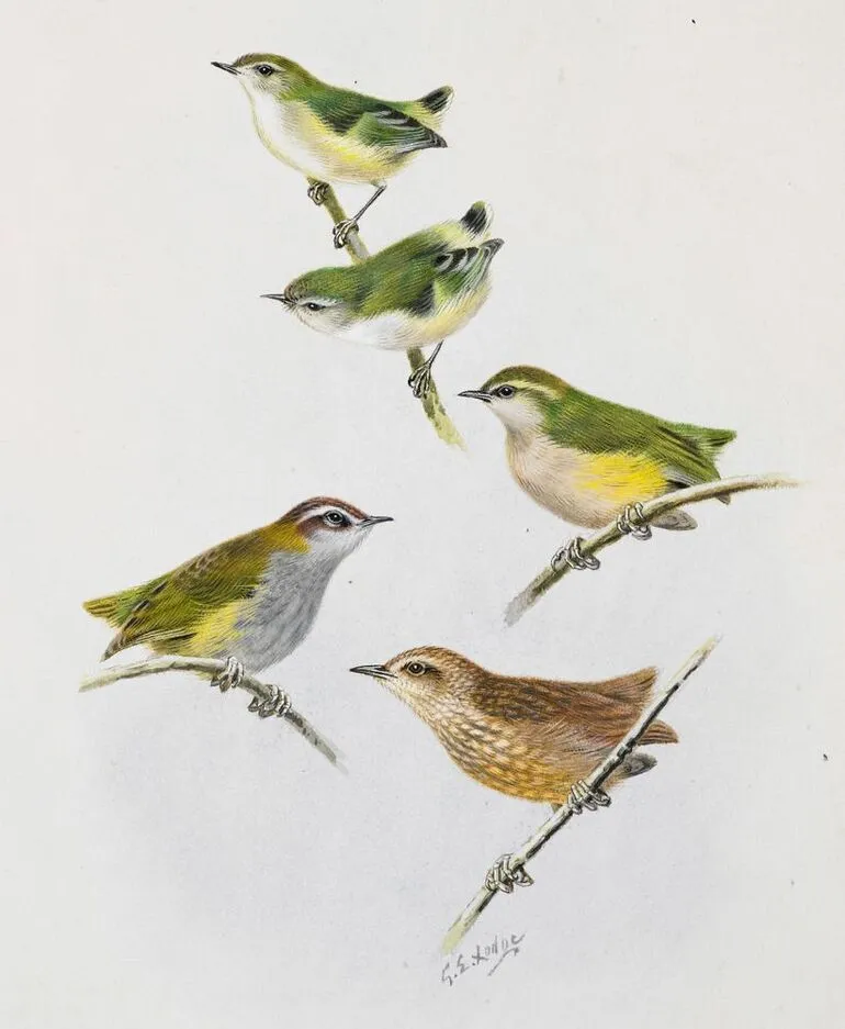 Image: North Island Rifleman (Titipounamu)(above two birds) / South Island Bush Wren (Matuhi) (left centre) / Rock Wren (centre right) / Stephens Island Wren