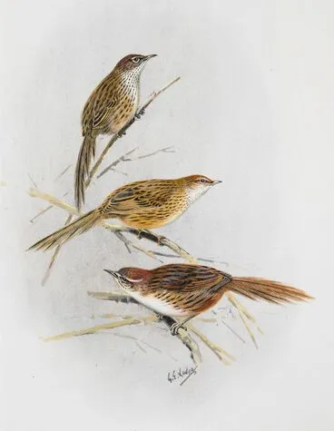 Image: North Island Fernbird (Matata) (above) / South Island Fernbird ( Matata)(centre) / Chatham Island Fernbird