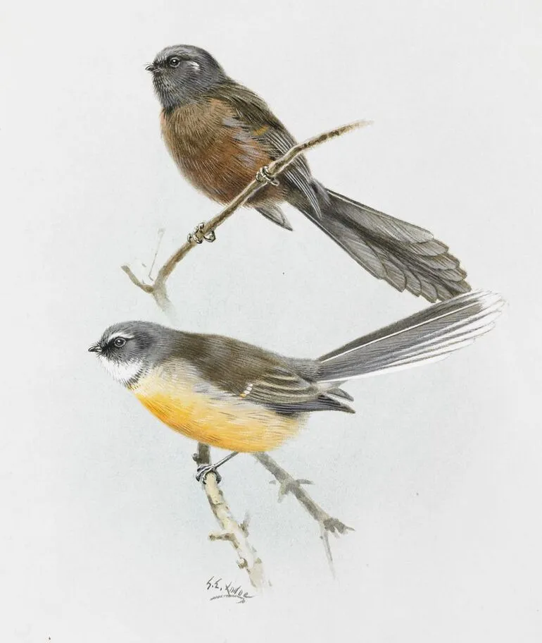 Image: South Island Fantail (Piwakawaka)