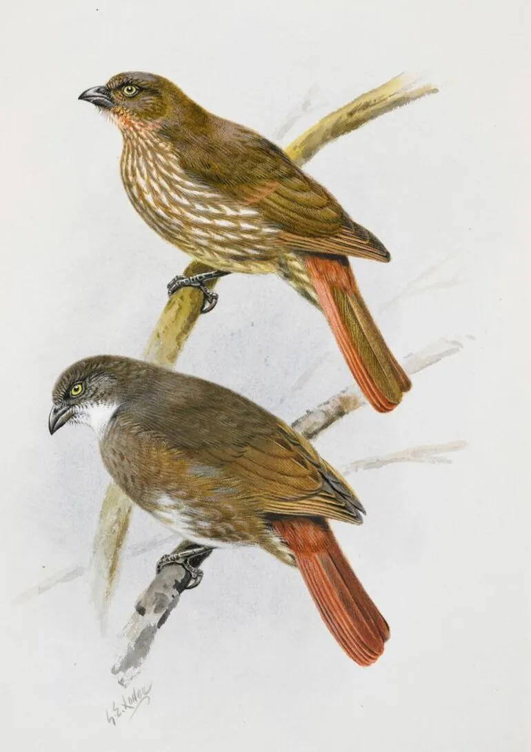 Image: South Island Thrush (Piopio) / North Island Thrush ( Piopio)