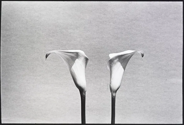 Image: Untitled (lillies). From: the alphabet series