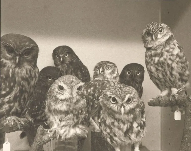 Image: Moreporks (Bird Skins Room #2), Taranaki St, Wellington, 3 October 1995