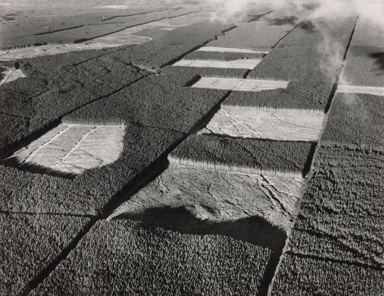 Image: Radiata pine with clear-felled settings of 80 to 100 acres, Kaingaroa Forest, 1960