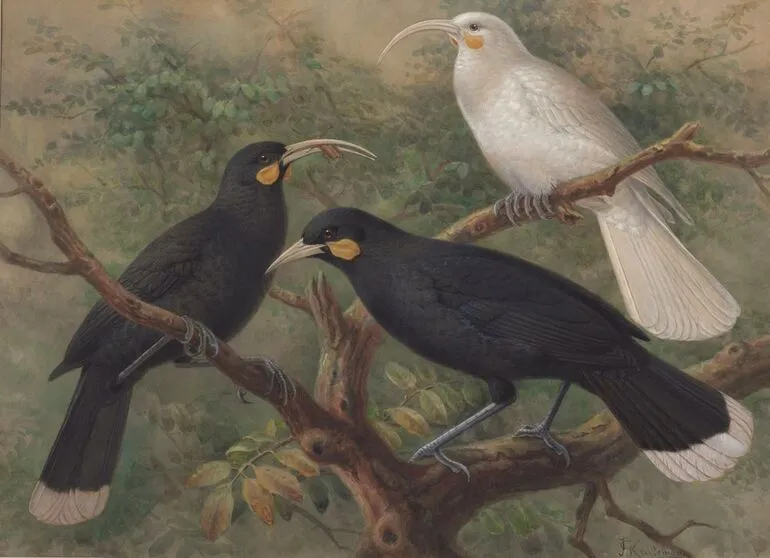 Image: Three huia (Heteralocha acutirostris)