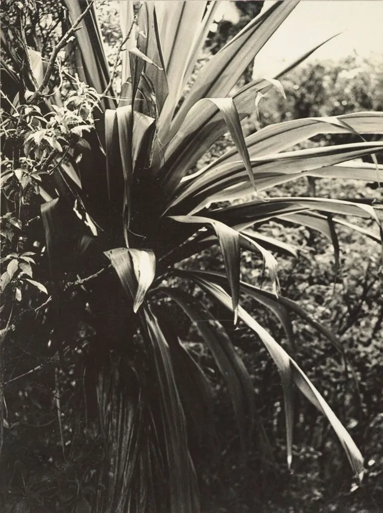 Image: Cabbage tree (Cordyline indivisa)