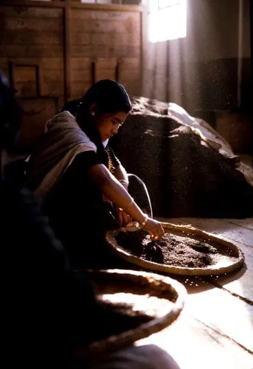 Image: India Series: Girl Grading Tea