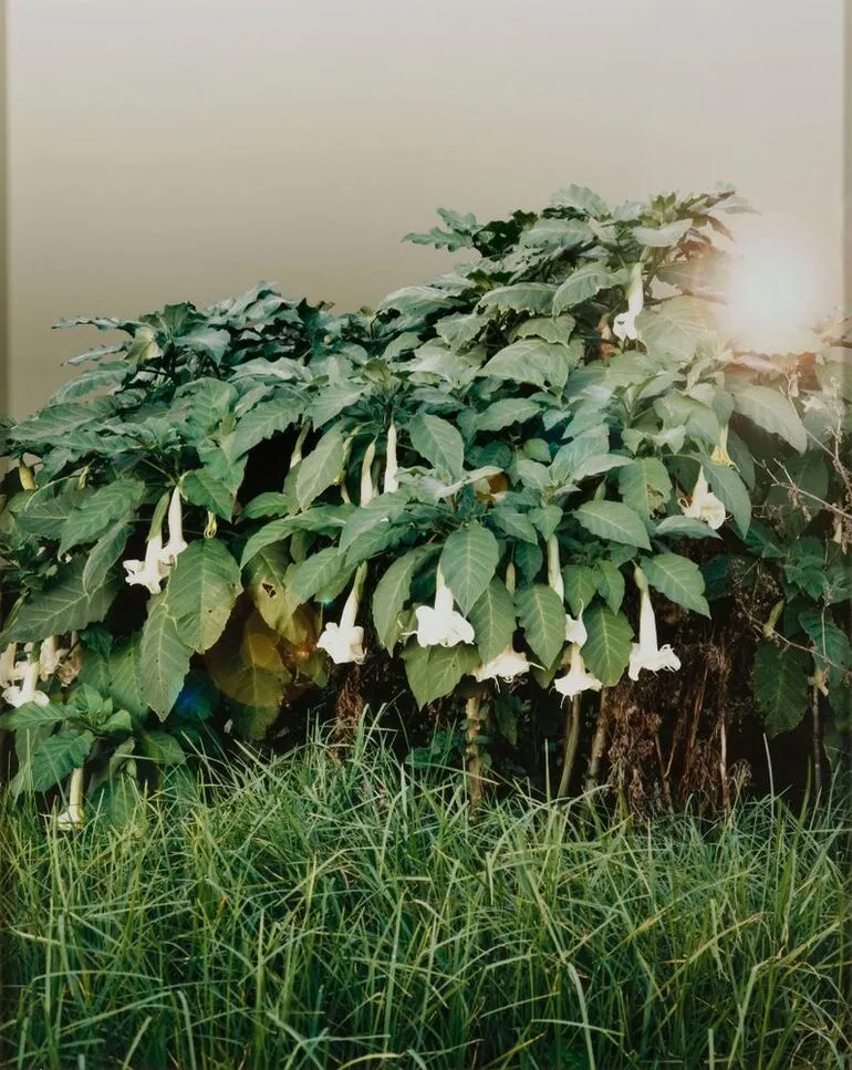 Image: Datura