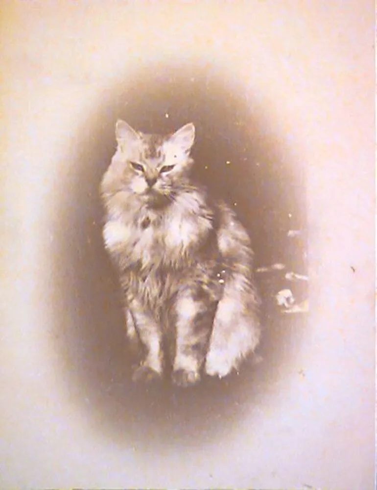 Image: Supercilious cat