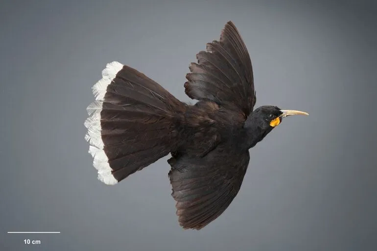 Image: Huia, Heteralocha acutirostris