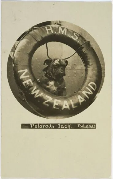 Image: Pelorus Jack [HMS New Zealand's bulldog mascot]