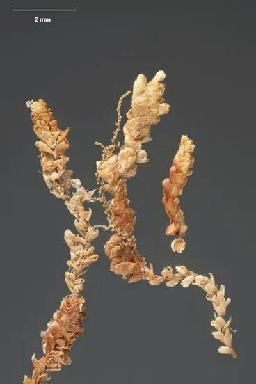 Image: liverworts, Isotachis montana Colenso