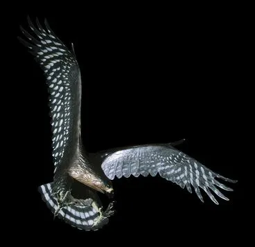 Image: Haast's eagle, Aquila moorei
