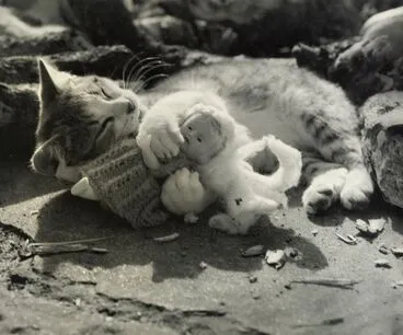 Image: Cat Nap