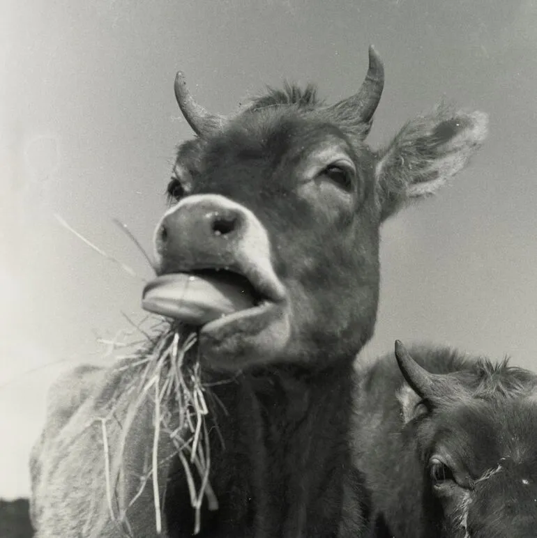 Image: Cow eating hay, Northland