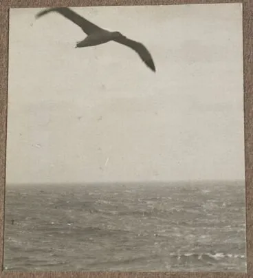 Image: Untitled [albatross]. From: World War I photograph album