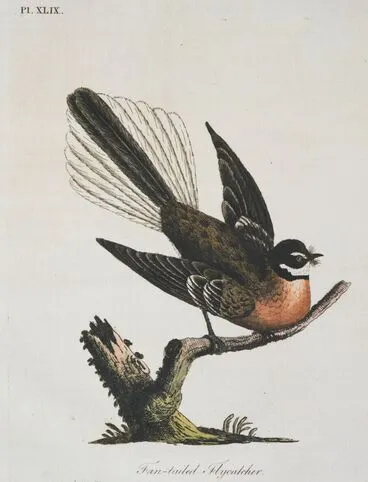 Image: Fan-tailed Flycatcher. Plate XLIX. From A General Synopsis of Birds
