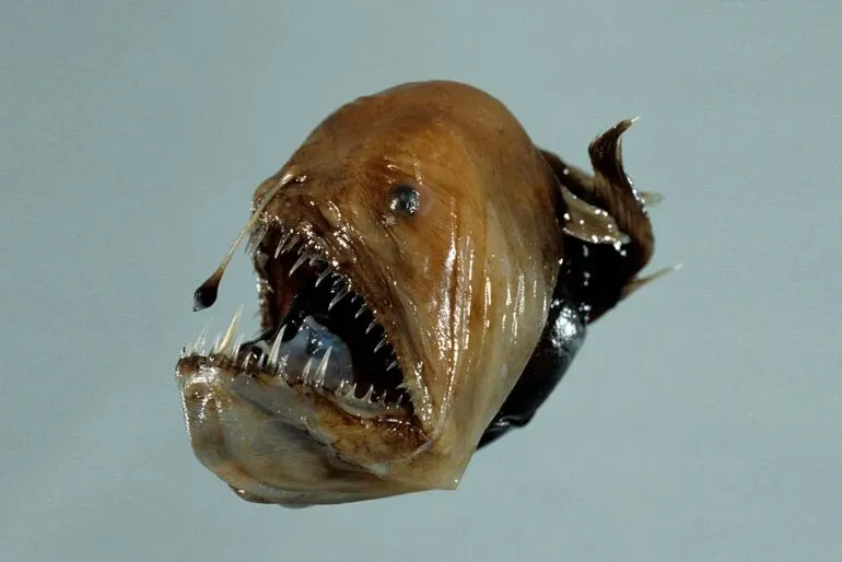 Image: Humpback anglerfish, Melanocetus johnsonii Gunther, 1864