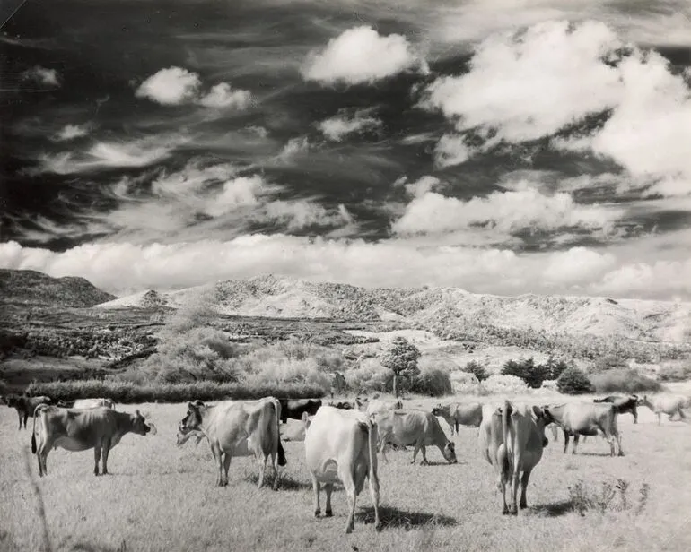 Image: Farmscape, Waimamaku Valley