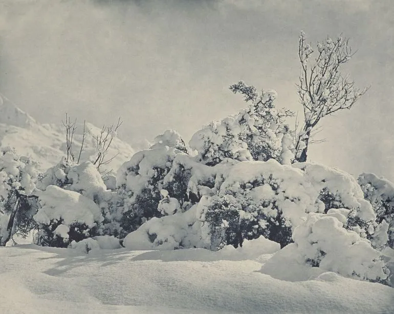 Image: Winter's mantle, Mt Cook district