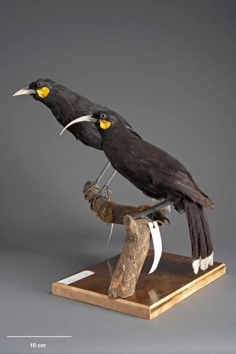 Image: Huia, Heteralocha acutirostris