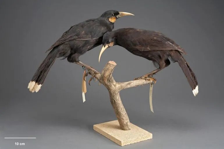 Image: Huia, Heteralocha acutirostris