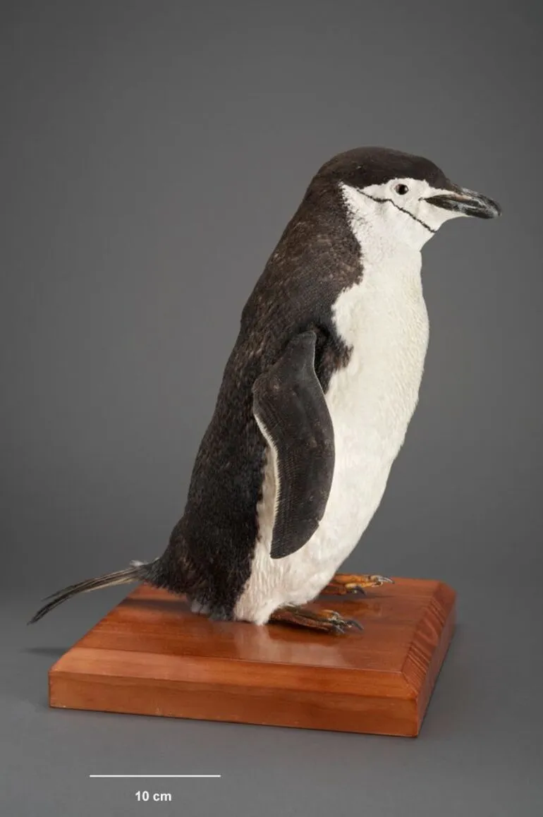 Image: Bearded Penguin, Pygoscelis antarctica