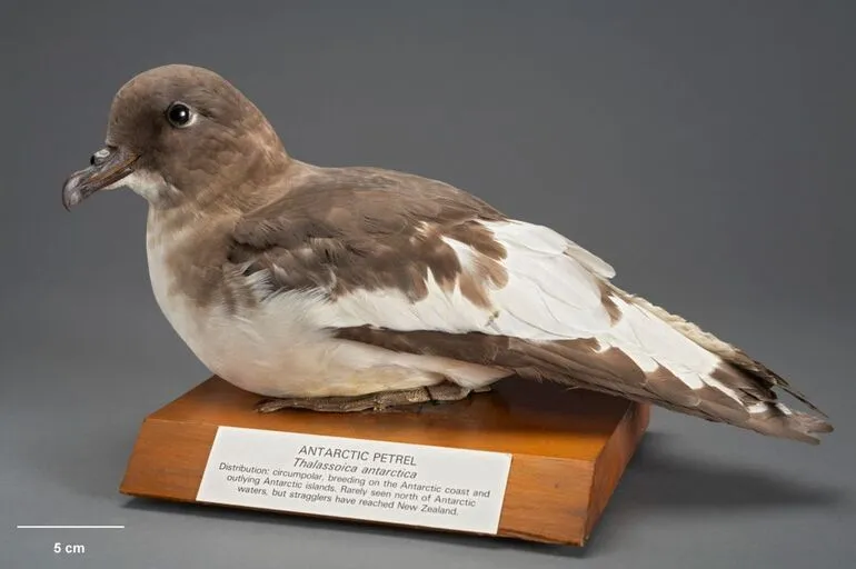 Image: Antarctic Petrel, Thalassoica antarctica